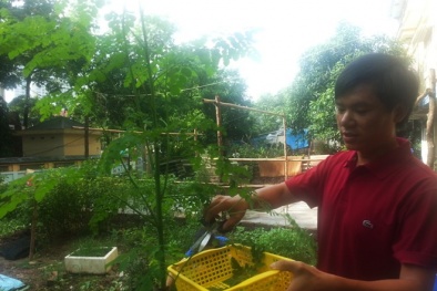 Rau chùm ngây mọc hoang hút khách thành thị